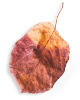 https://minkoani.com/wp-content/uploads/2020/11/small_leaf_01-1.png