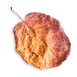 https://minkoani.com/wp-content/uploads/2020/11/small_leaf_02-1.png