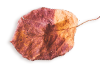 https://minkoani.com/wp-content/uploads/2020/11/small_leaf_03-1.png
