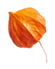 https://minkoani.com/wp-content/uploads/2020/11/small_leaf_04-1.png