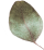 https://minkoani.com/wp-content/uploads/2020/12/separate_leaf-1.png