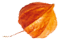 https://minkoani.com/wp-content/uploads/2020/12/small_leaf_05-1.png